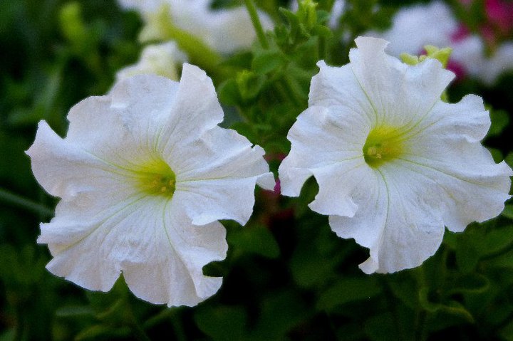 1 white flower.jpg